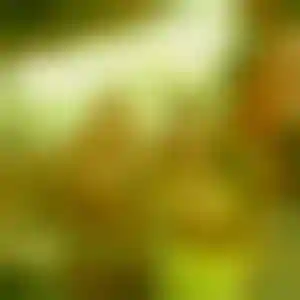 Foto von Antonia